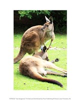 Two Kangaroos Framed Print
