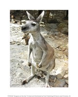 Kangaroo at the Zoo Framed Print