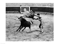 Matador fighting with a bull Framed Print