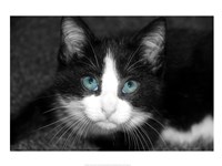 Curiosity Teased the Cat Framed Print