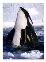 Type C Orcas Framed Print