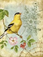 Songbird Sketchbook III Framed Print