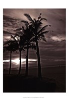 Palms At Night III Fine Art Print