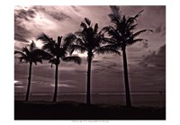 Palms At Night VI Fine Art Print
