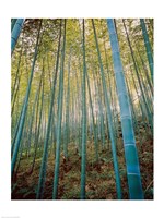 A Bamboo Forest, Sagano, Japan Fine Art Print