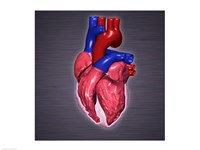 Close-up of a human heart Framed Print