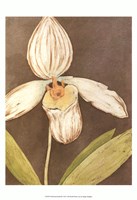 Orchid & Earth III Fine Art Print
