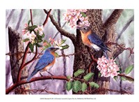 Bluebirds Fine Art Print