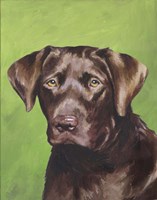 Dog Portrait-Chocolate Framed Print