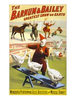 The Barnum & Bailey Performing Geese, Roosters and Musical Donkey Framed Print