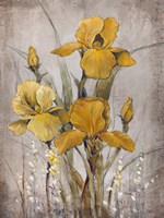 Golden Irises II Framed Print