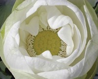 Delicate Lotus I Framed Print