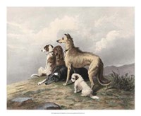 Highland Dogs Fine Art Print
