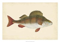 Antique Fish I Fine Art Print