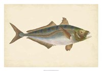 Antique Fish III Fine Art Print