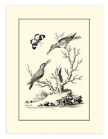 B&W The Hummingbirds (1742) Fine Art Print