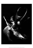 Wildlife Scratchboards II Framed Print