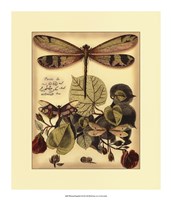 Whimsical Dragonflies II Fine Art Print