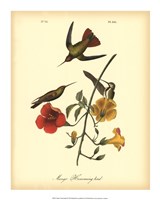 Mango Hummingbird Fine Art Print
