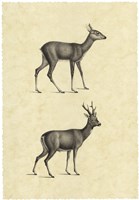 Vintage Deer I Fine Art Print
