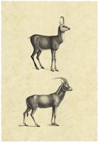 Vintage Antelope Framed Print