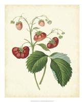 Plantation Strawberries II Fine Art Print