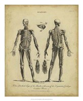 Anatomy Study II Fine Art Print