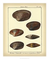 Venus Shells, Pl.281 Fine Art Print
