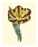 Antique Tulip I Fine Art Print