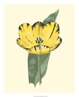 Antique Tulip II Fine Art Print