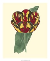 Antique Tulip III Fine Art Print
