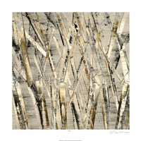 Birches V Fine Art Print
