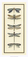Dragonfly Collector I Framed Print