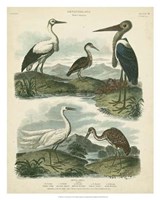Heron & Crane Species I Fine Art Print
