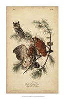 Audubon Screech Owl Fine Art Print