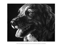 Canine Scratchboard XIV Fine Art Print