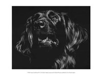 Canine Scratchboard XV Fine Art Print