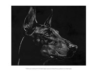 Canine Scratchboard XVI Fine Art Print