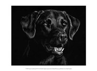 Canine Scratchboard XVII Fine Art Print