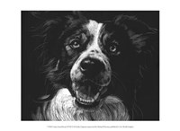 Canine Scratchboard XVIII Fine Art Print