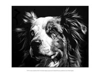 Canine Scratchboard XX Fine Art Print