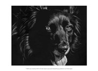 Canine Scratchboard XXI Fine Art Print
