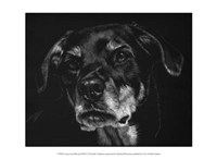 Canine Scratchboard XXII Fine Art Print