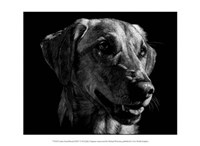 Canine Scratchboard XXIV Fine Art Print