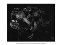 Canine Scratchboard XXVII Fine Art Print
