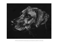 Canine Scratchboard XXVIII Fine Art Print