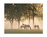 Horses in the mist Fine Art Print
