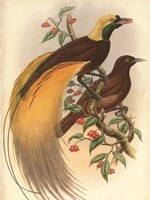Golden Bird of Paradise Framed Print