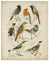 Non-Embellished Avian Gathering I Fine Art Print