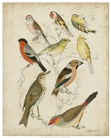 Non-Embellished Avian Gathering II Fine Art Print